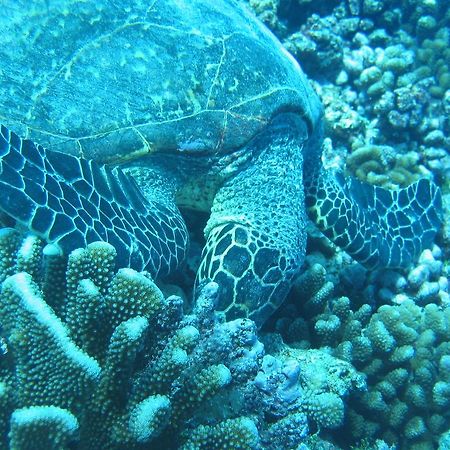 Fare Vaihere Moorea Zewnętrze zdjęcie